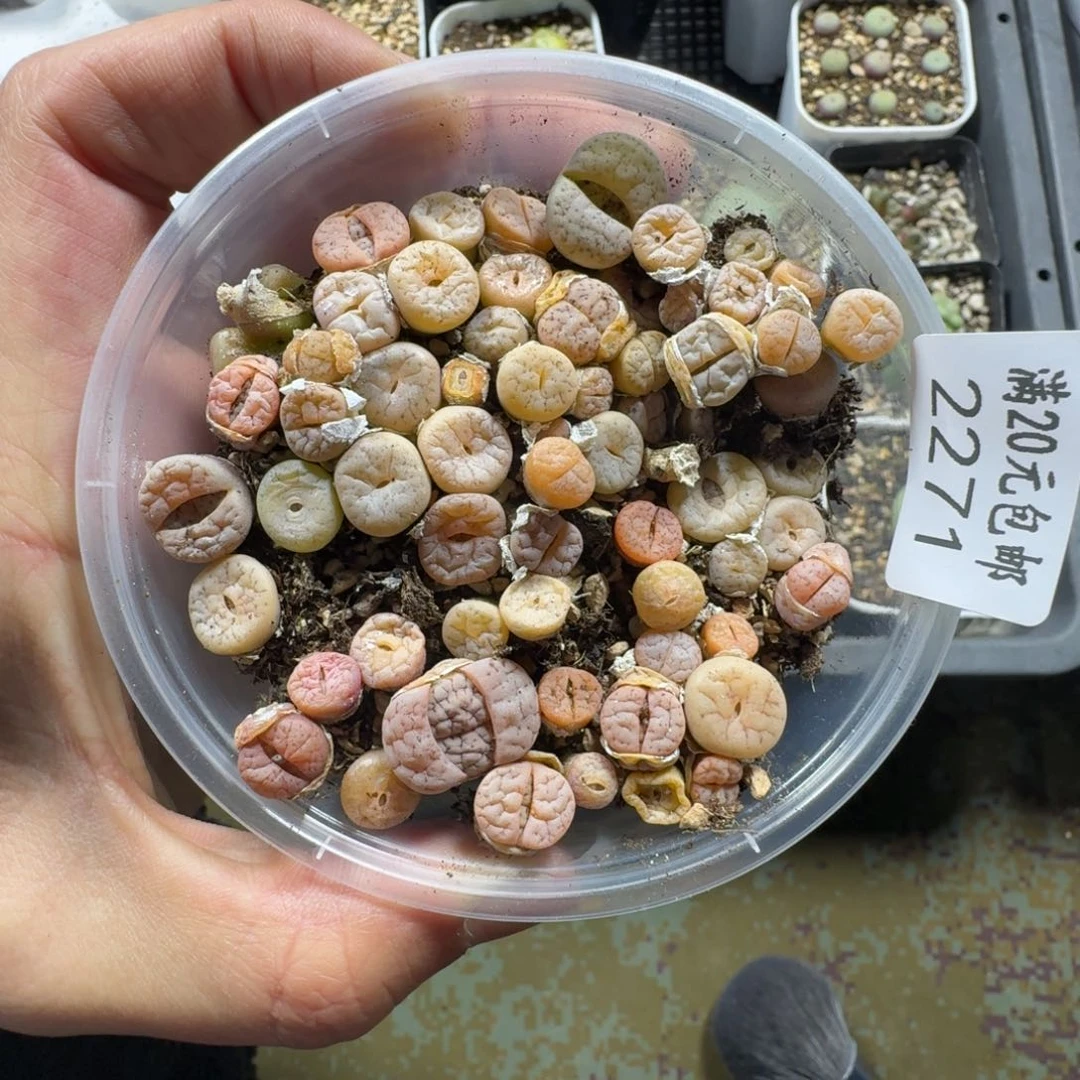 2271。C189荒一盒。尺寸不是太大