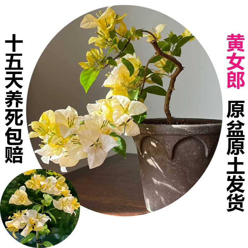 黄女郎(三角梅)原生大苗四季开花老桩爬藤植物