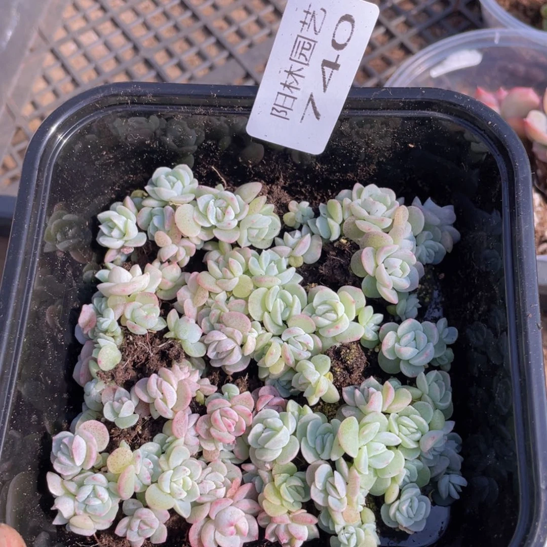 多肉植物多肉植物740