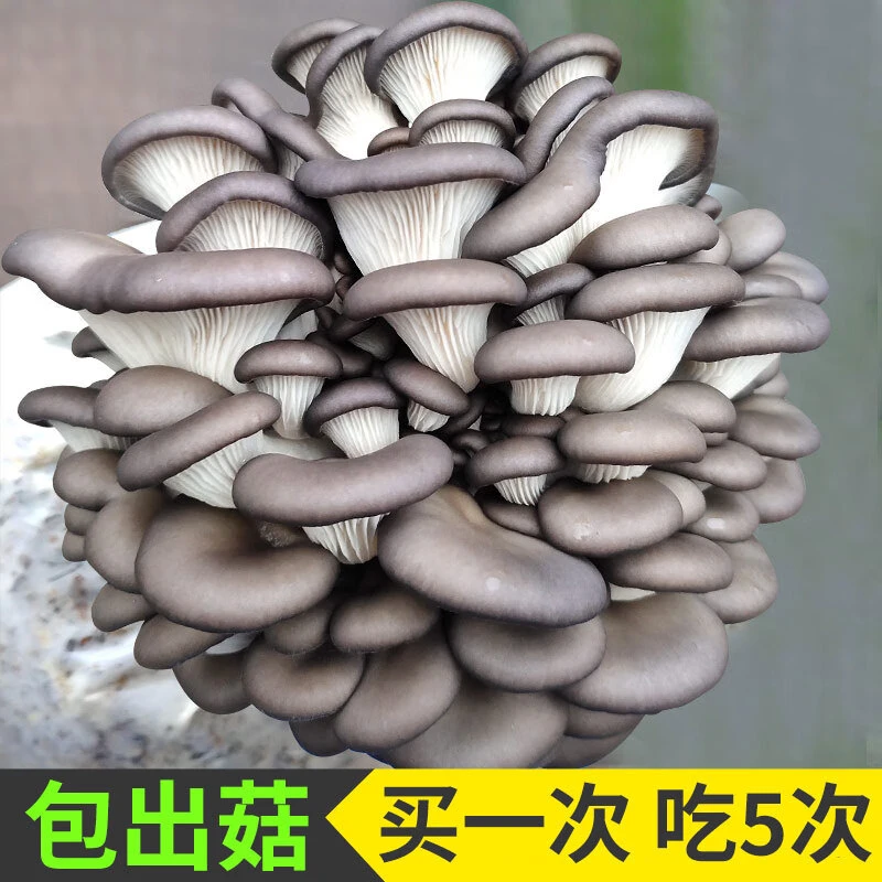 平菇蘑菇菌包菌棒种植食用种植香金针种植菌包种植袋阳台网红包邮