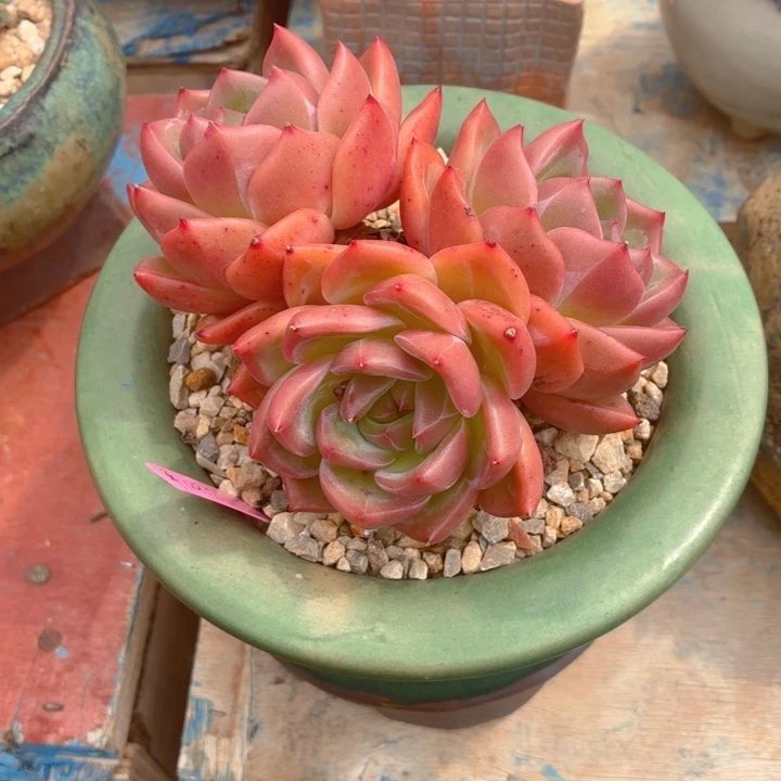 ஐ***ஐ一物一拍香槟补差价