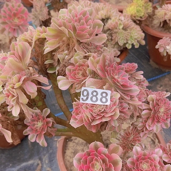 一***子多肉植物一个女巫