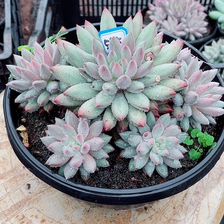 585 美人一物一拍多肉