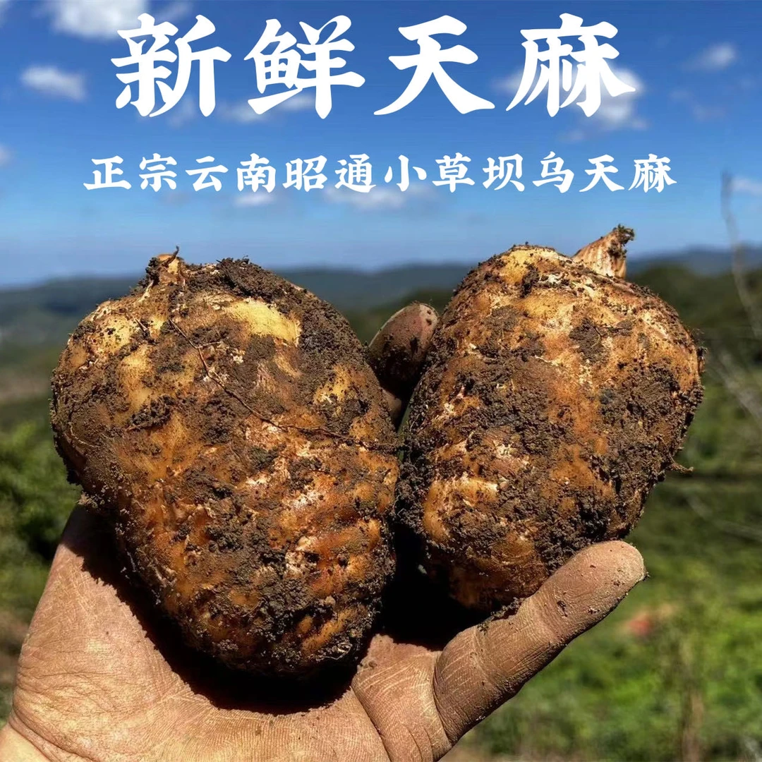 【新鲜天麻】正宗云南昭通小草坝新鲜天麻一斤起拍煲汤佳品非板栗