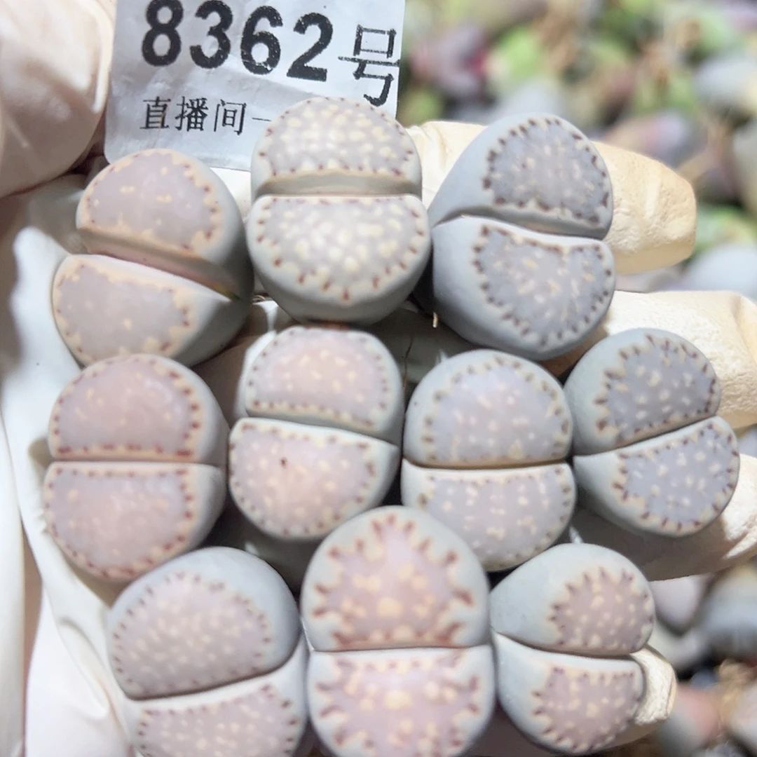 8362四年饼干10个2cm左右