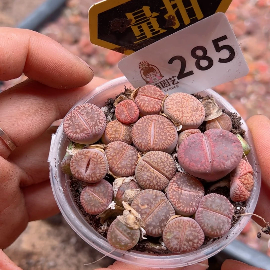 多肉植物多肉植物