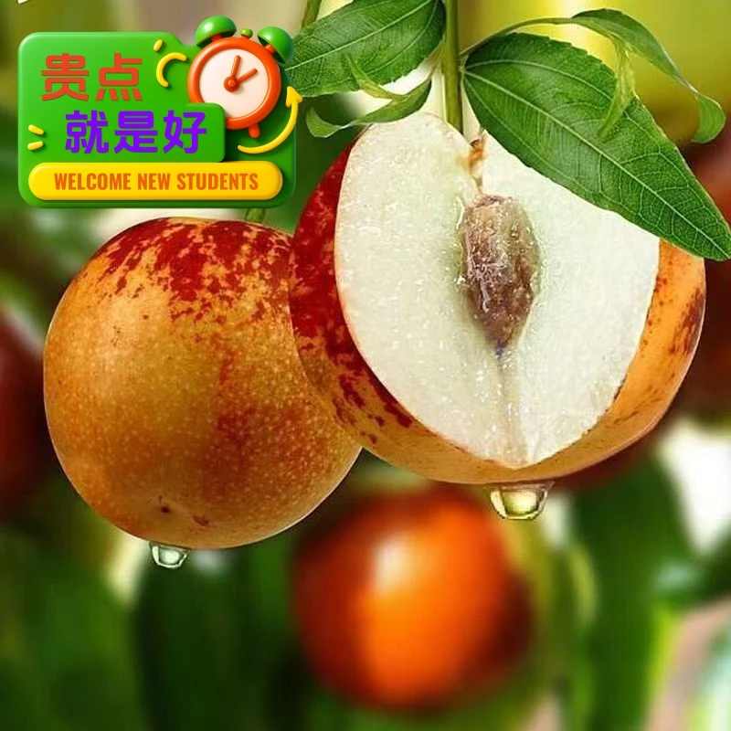 中秋送礼脆甜冬枣爆甜脆现摘相遇新鲜发货老冬枣果园种植新鲜冬枣