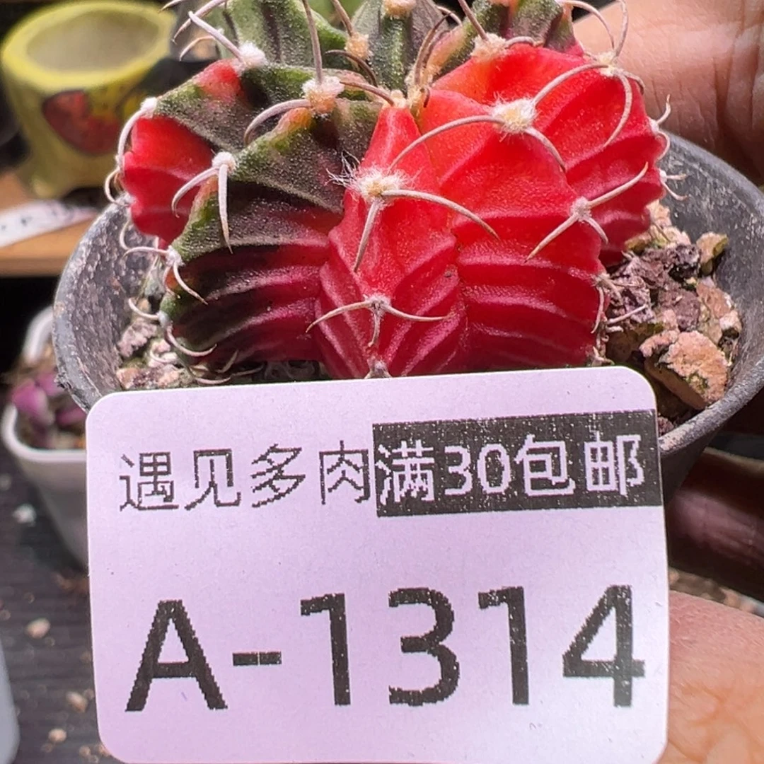多肉植物1111111111111