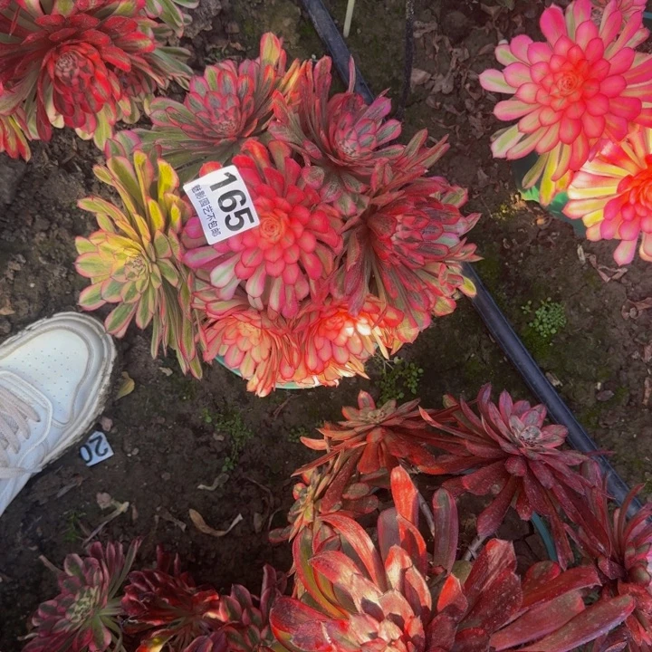 白月光花27-2包邮花花