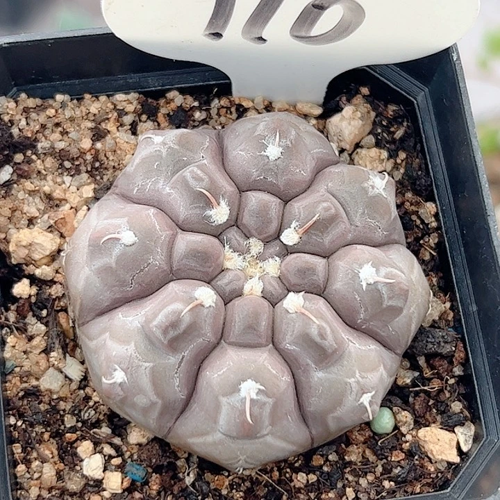 铅皮实生仙人球