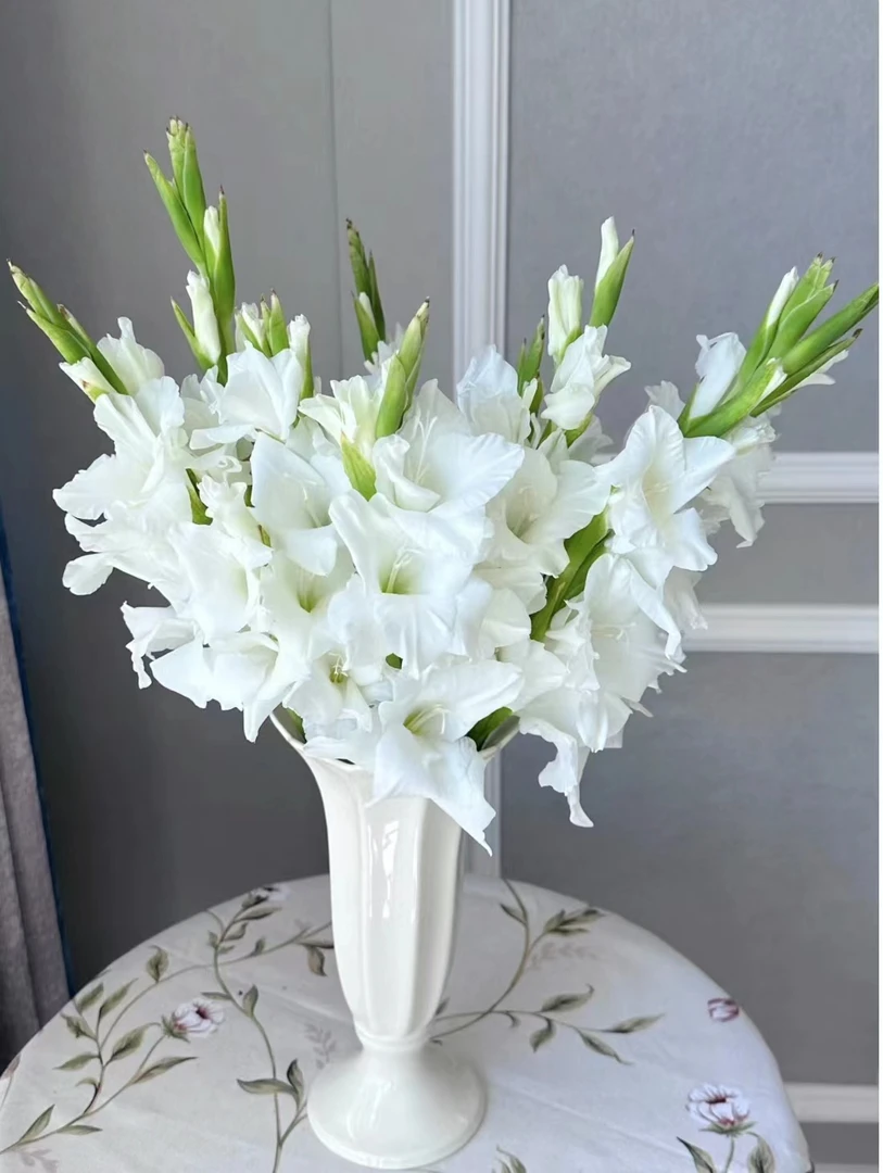 {三道河子助农（白色）}剑兰东北鲜花原产地直发鲜花顺丰包邮