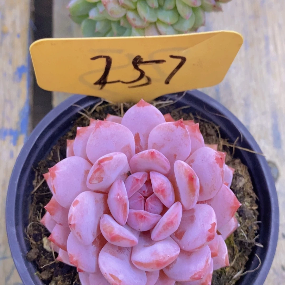 多肉植物，一物一拍，今天一单包邮