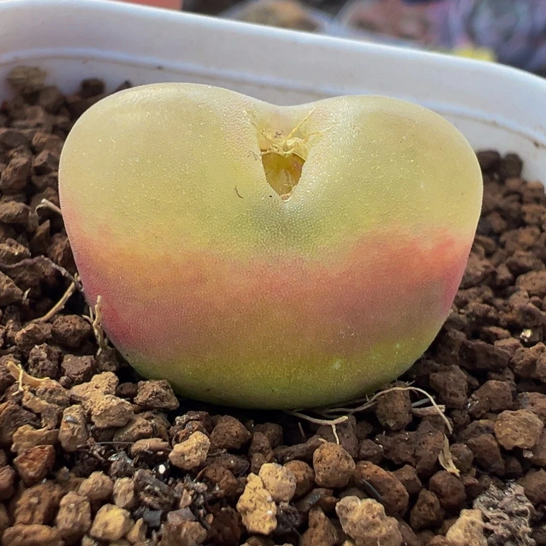 541多肉植物种类多样