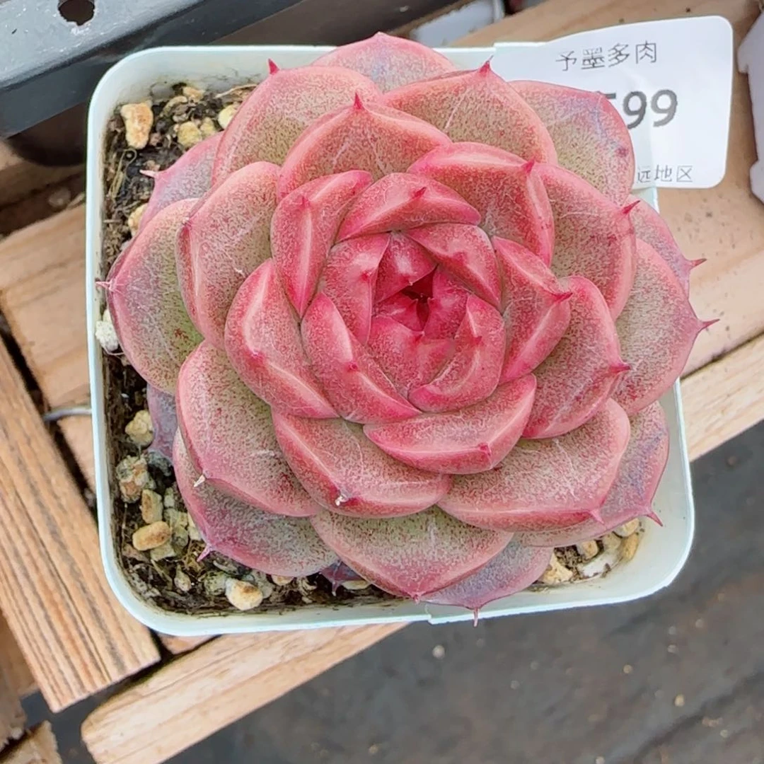 红珊瑚，9599多肉植物