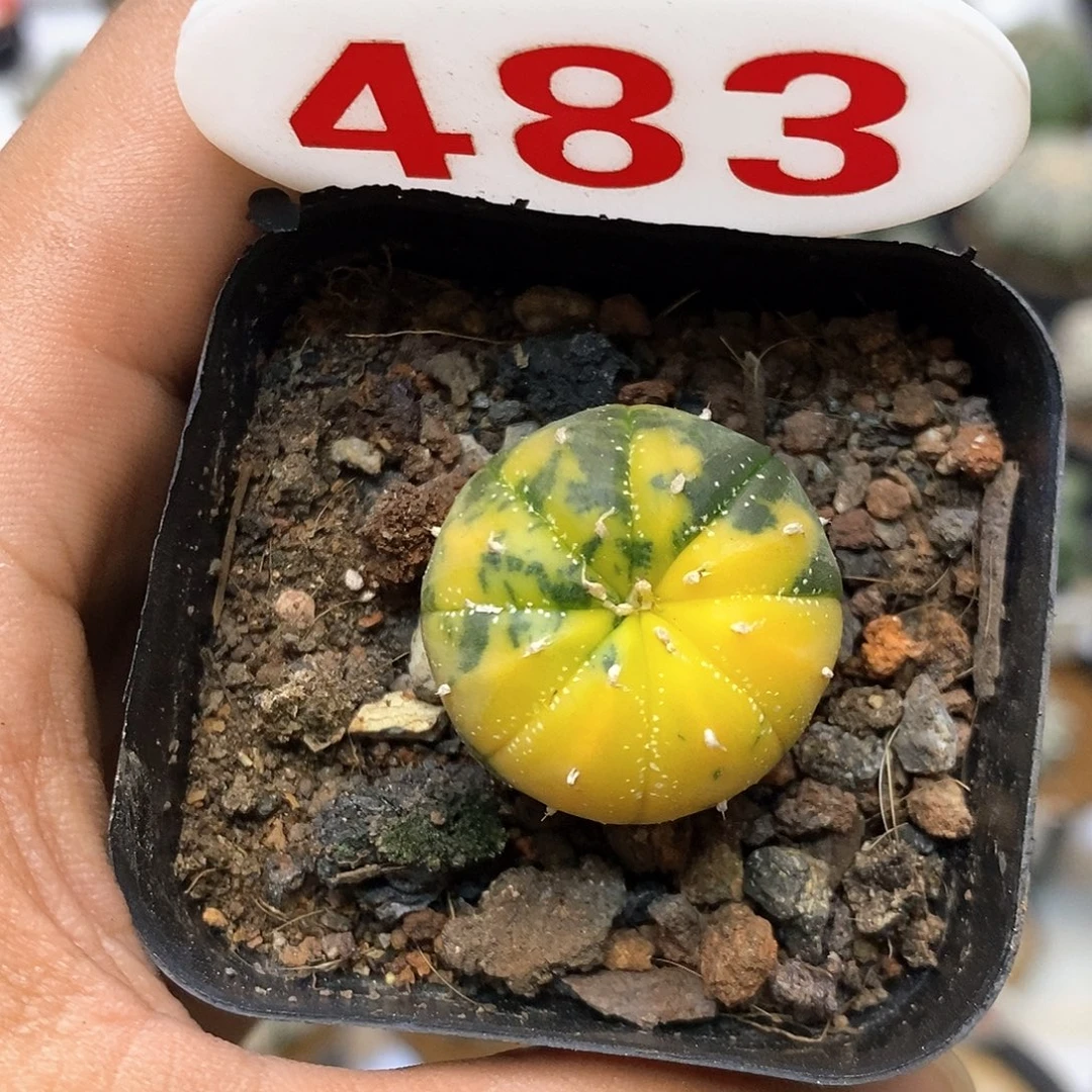 483福利特价来了啊哈哈