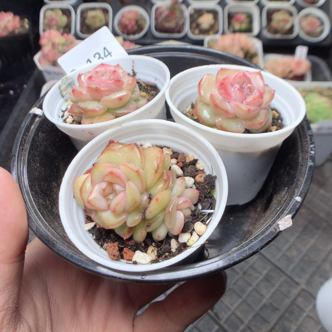 无花朵Q134。yyyyyyyy