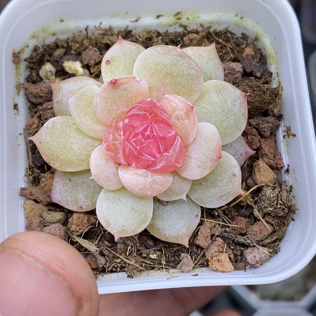 独家品种羊脂玉5厘米盆