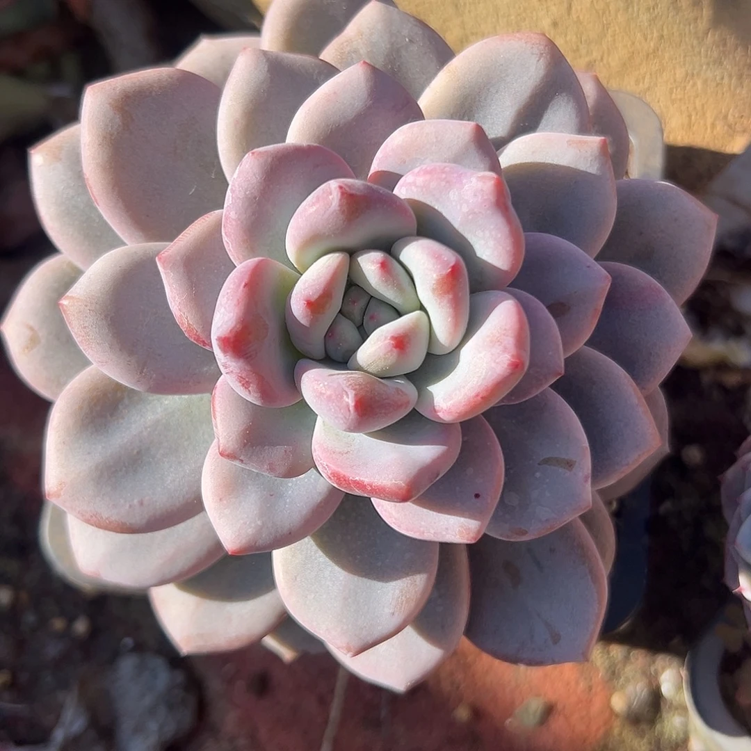 知否应是绿肥红瘦