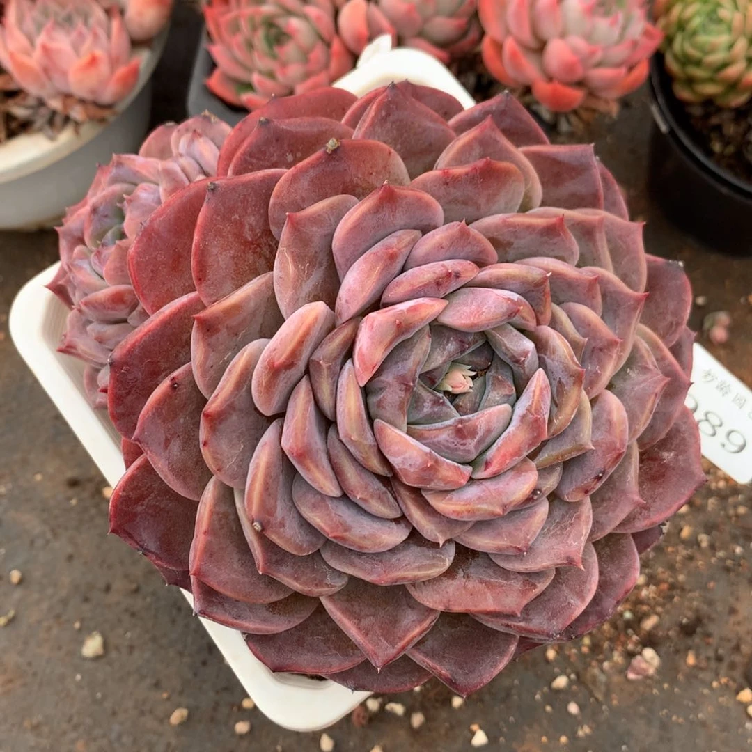 989杂交精品基地冠16