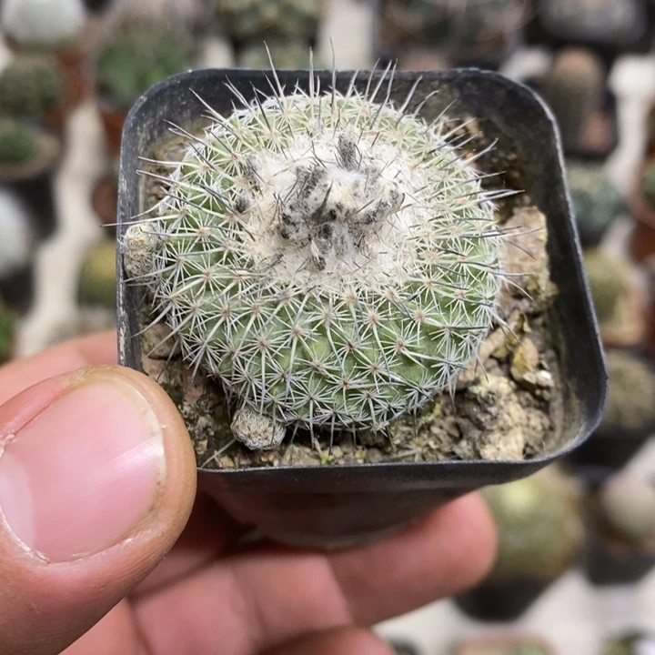 乌月丸特价福利特价