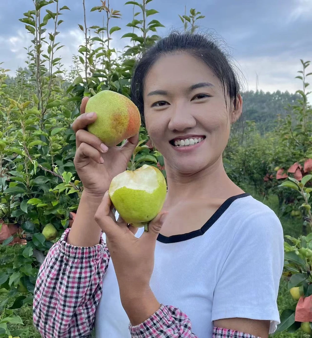 彝乡阿兰妹 自家果园种植云南红梨火把梨酸甜汁多