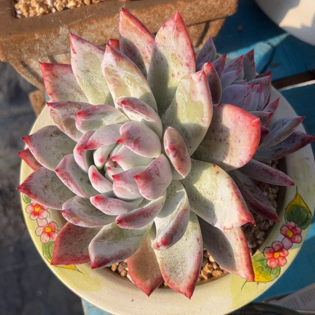 多肉植物一物一拍（59号）