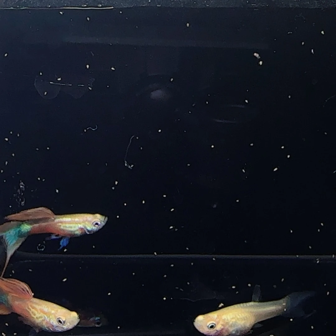 大理石非金属黄化珊瑚红双剑2对