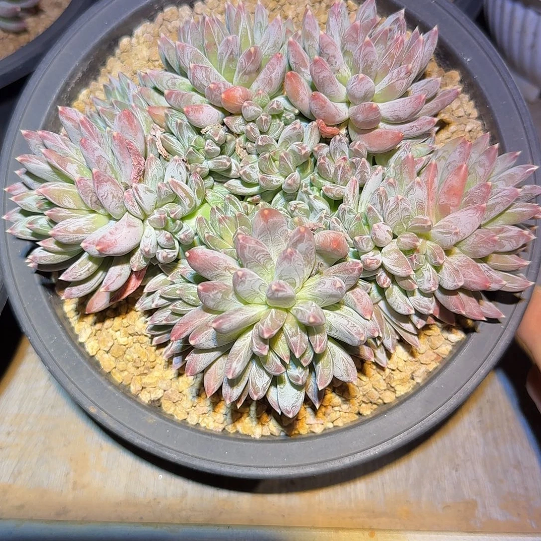 胖体炫彩星多肉老桩