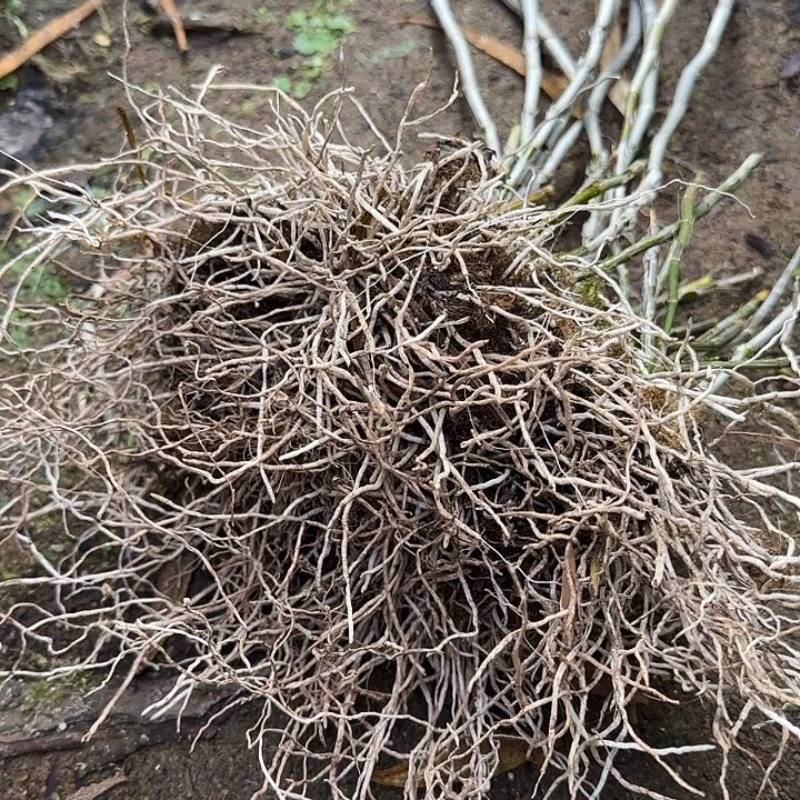 当前无花栽培后可以开花带根紫皮 可种植盆栽 1把5-8支
