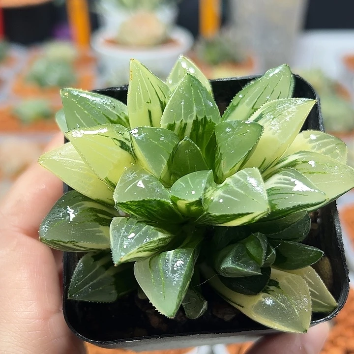 十二卷多肉姬寿锦