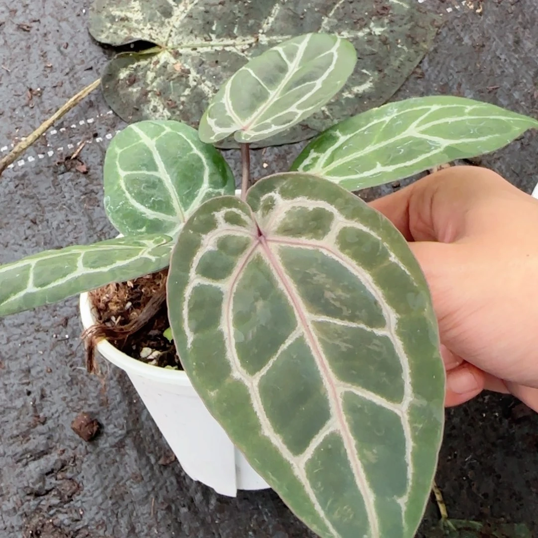 完全开放优选紫水晶