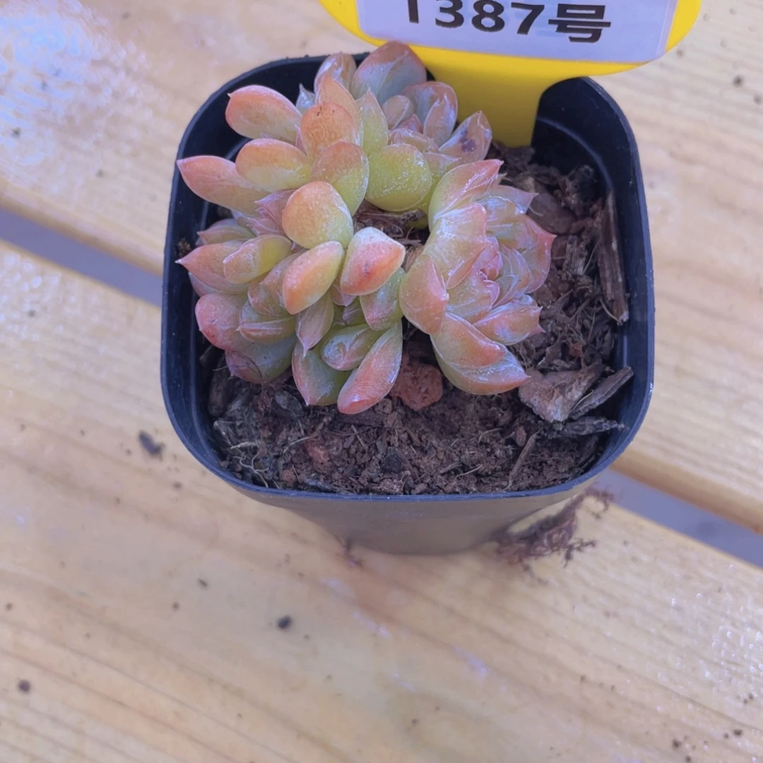 1387号 龙头老桩草莓啵啵缀化