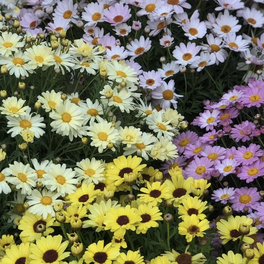 【大眼睛混色】格兰黛丝、玛格丽特菊花盆栽多年生易养护喜阳植物