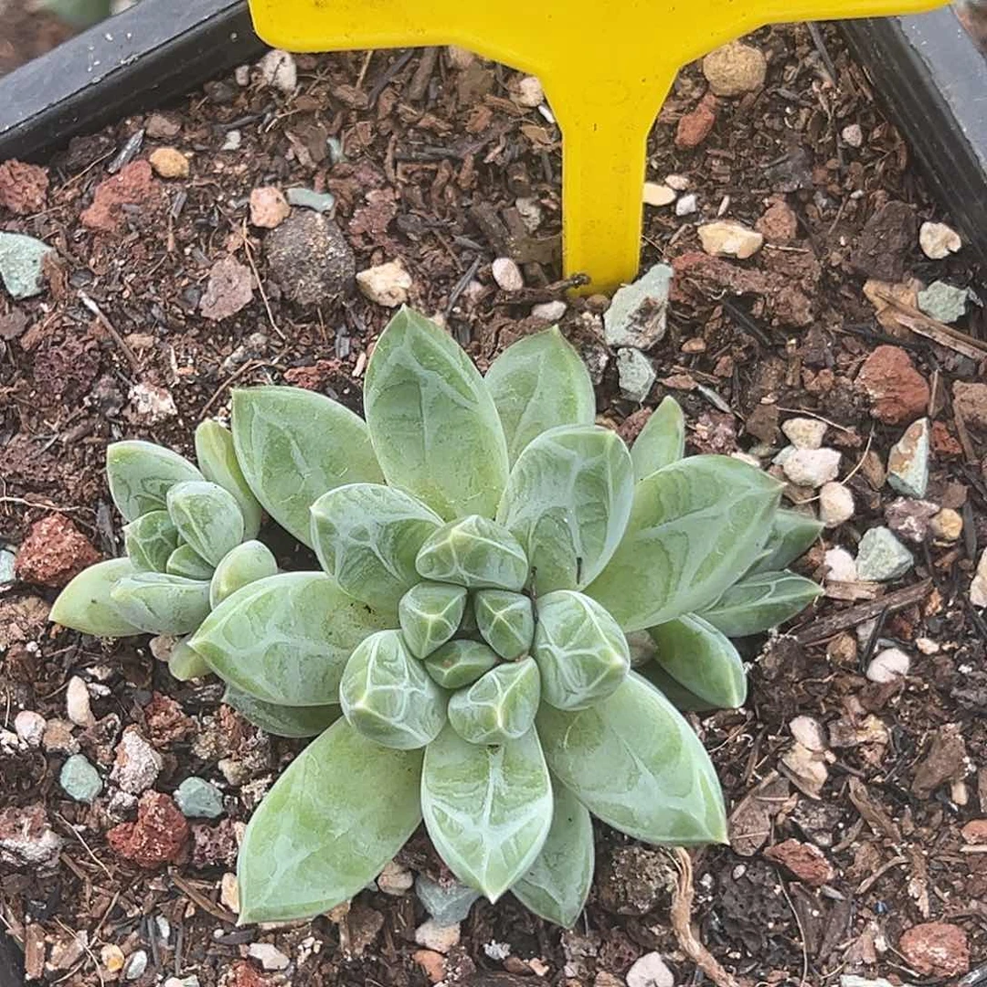 暗纹美人多肉植物523