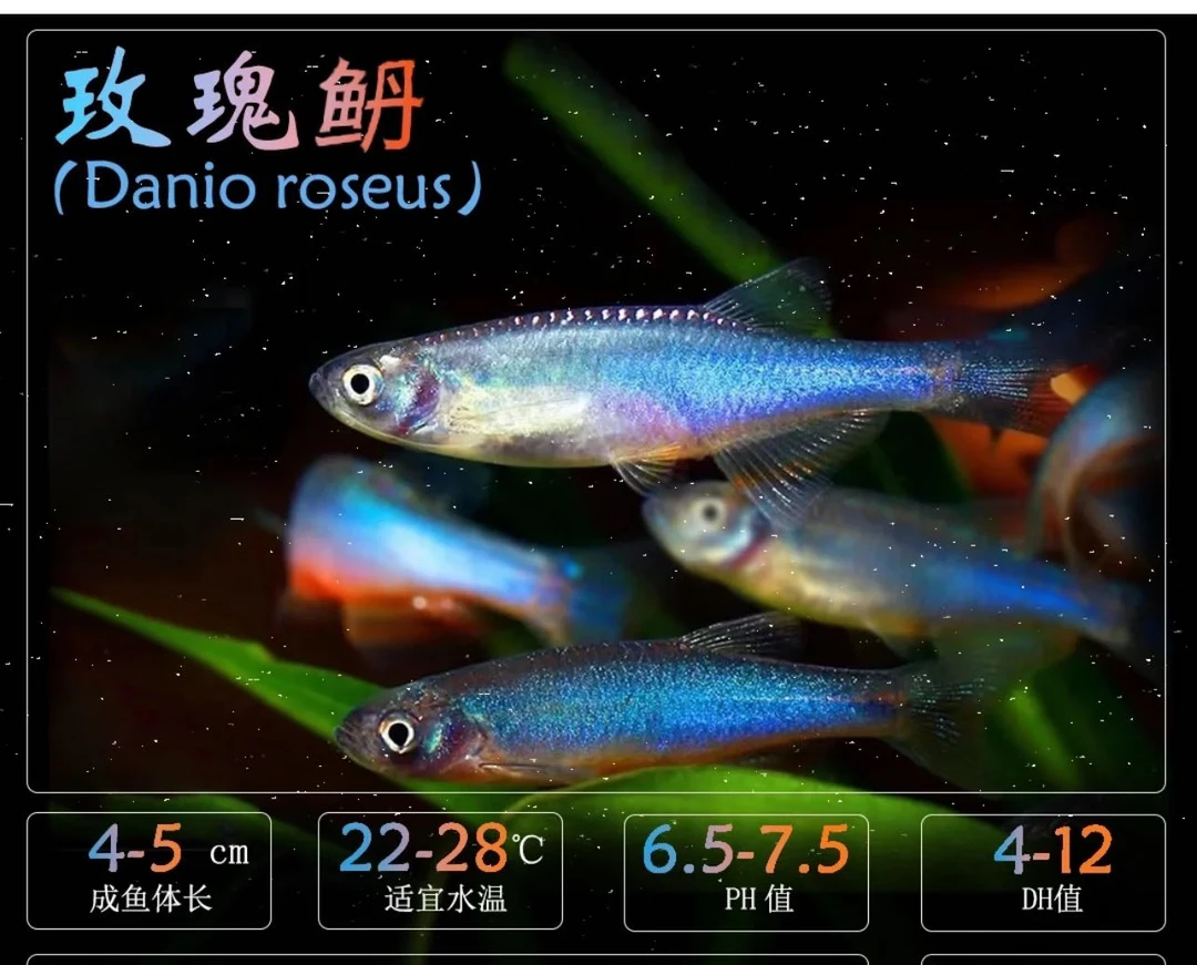 红蓝琉璃燕子（玫瑰丹）