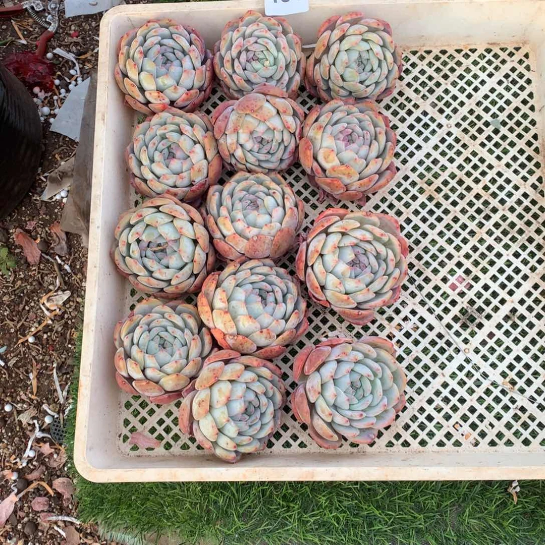 哇****子493橙子多肉植物组合