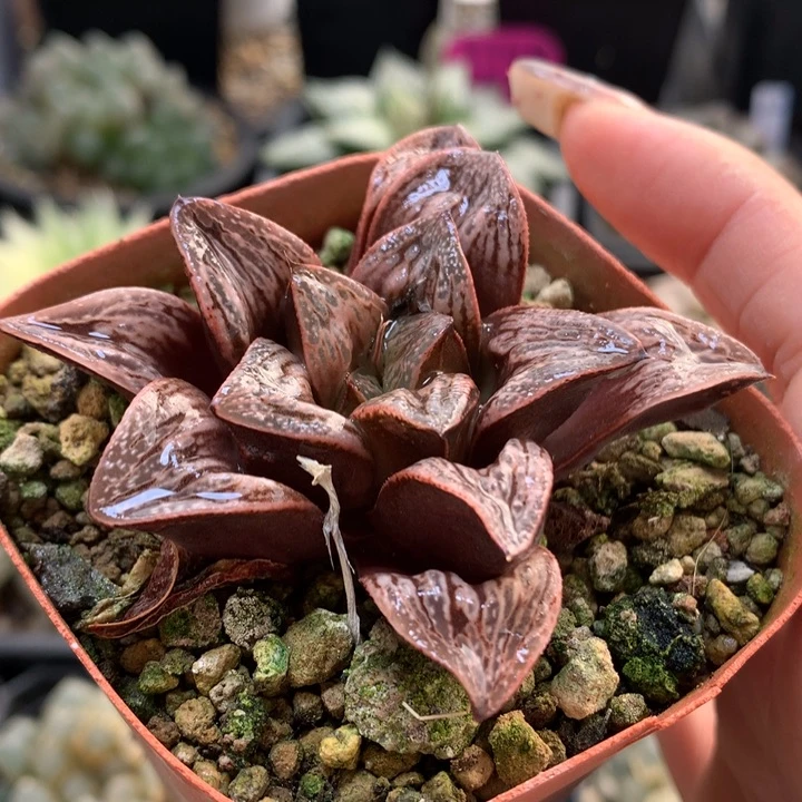 印加玫瑰带盆土花