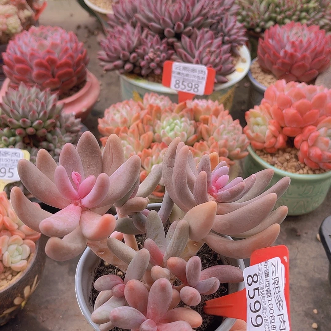 8599红手指多肉植物
