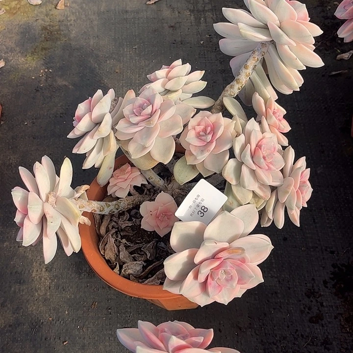 半***糖白皮复伦锦粉锦，一物一拍