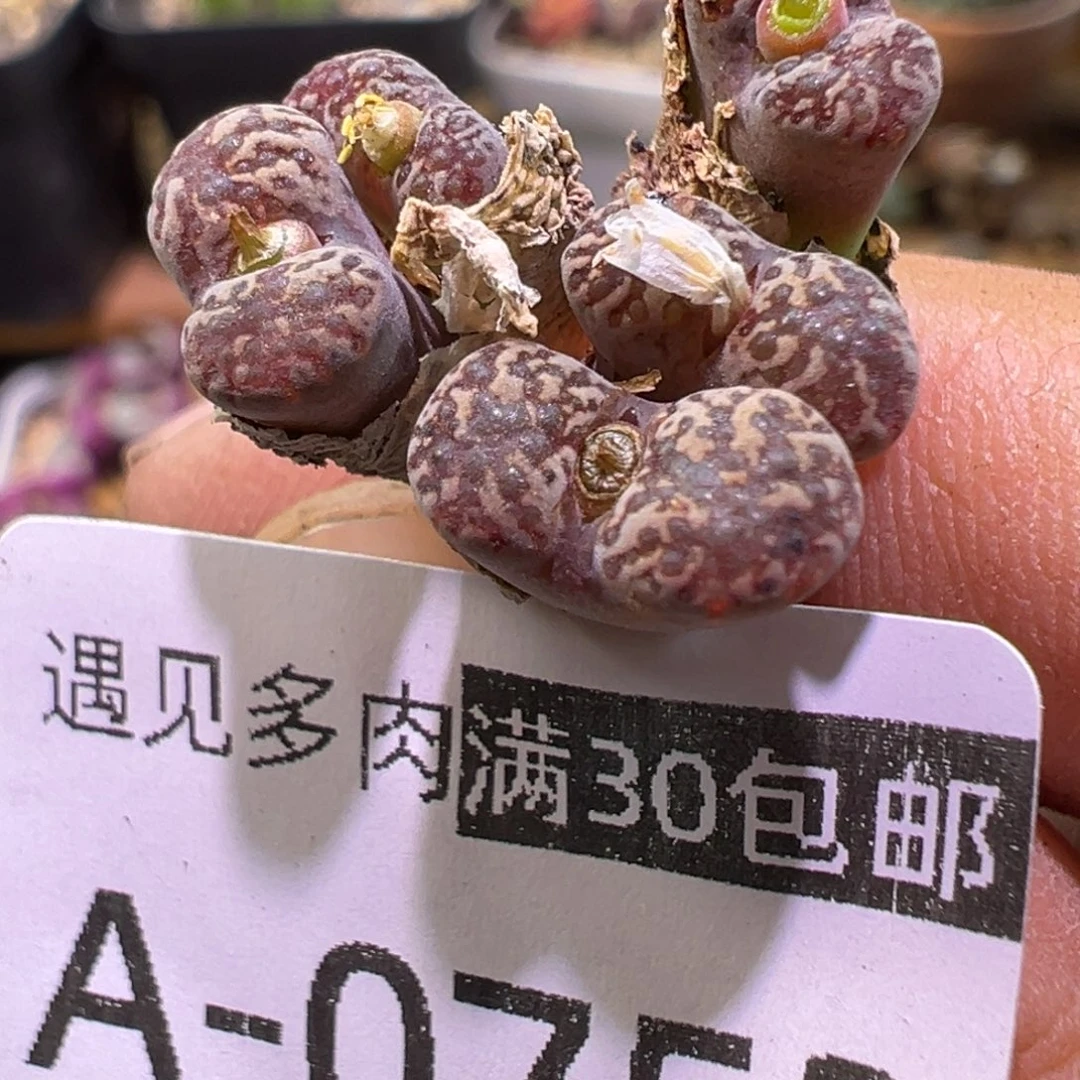 多肉植物1111111111111