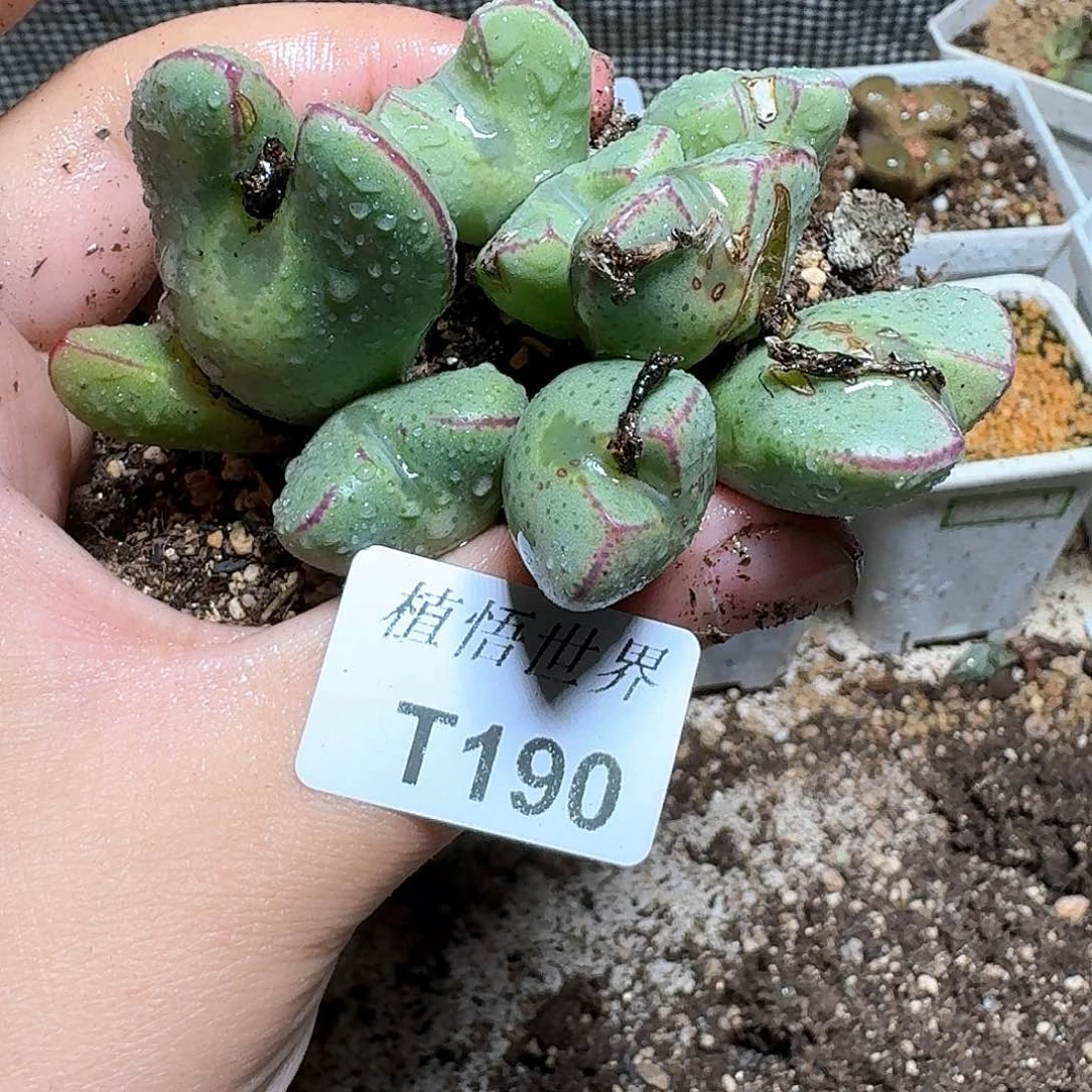 190号多肉植物哇f c