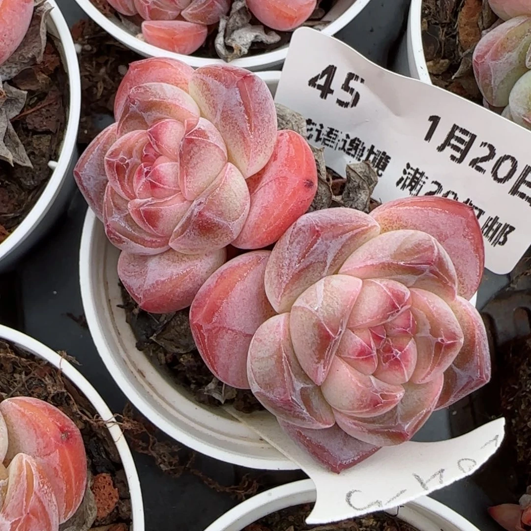 花语逸境0120-45星影