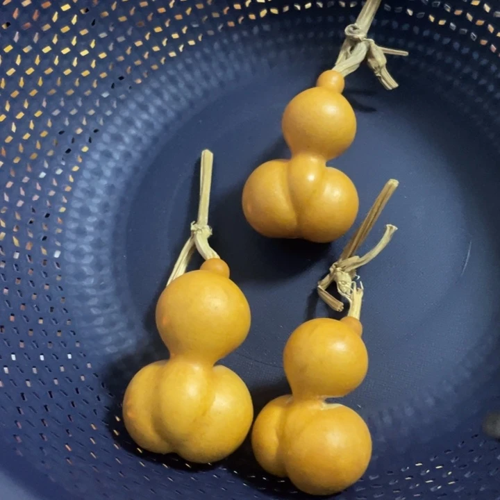 23号一把抓小金蝉三姐妹