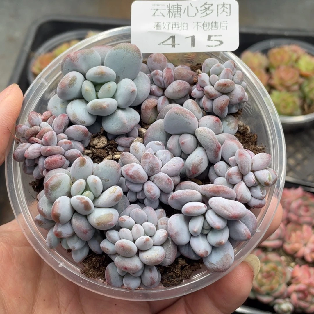云糖心多肉植物415