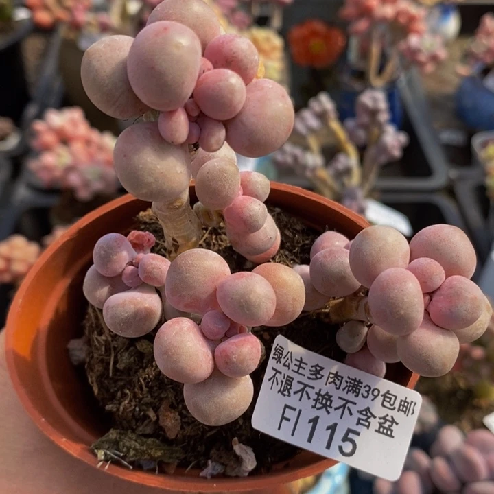 汤圆散拼有砍115多肉植物