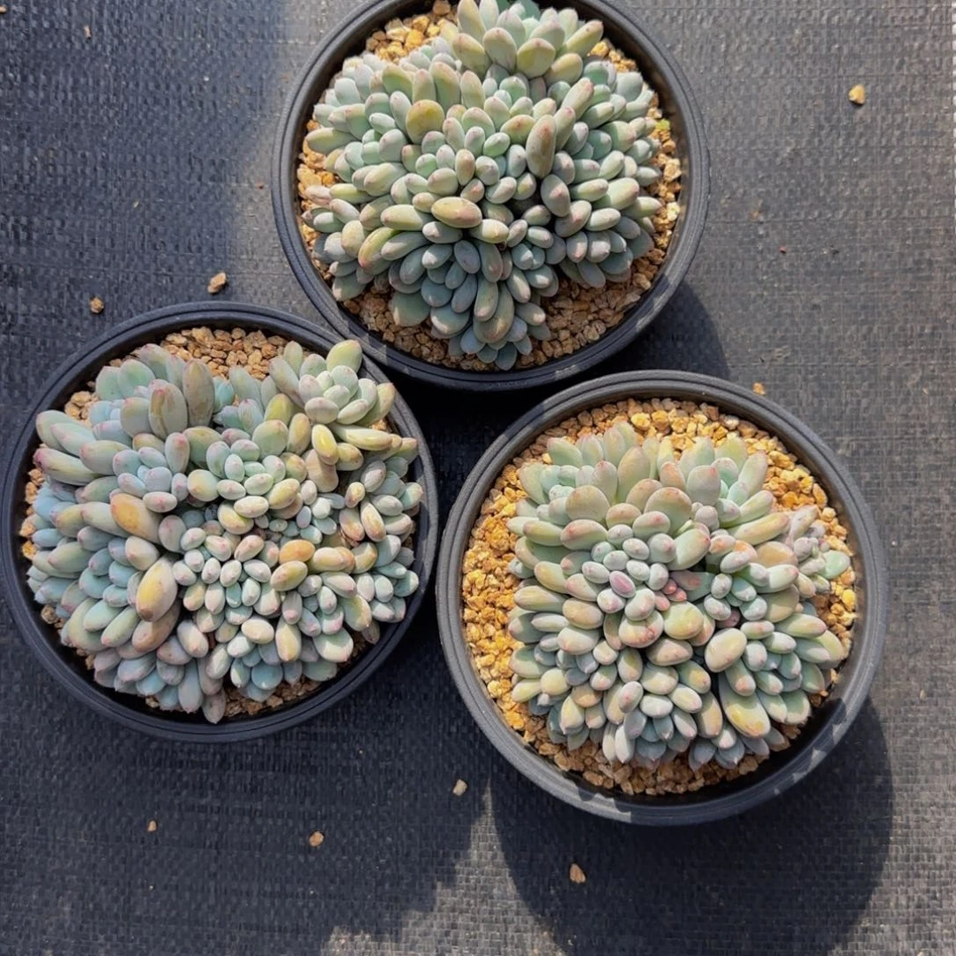 十****A2，新品彩虹豆三颗一起