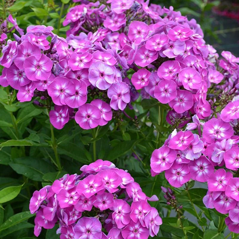 福禄考花种子丛生芝樱花五色梅阳台室内庭院四季开花种子花籽花海