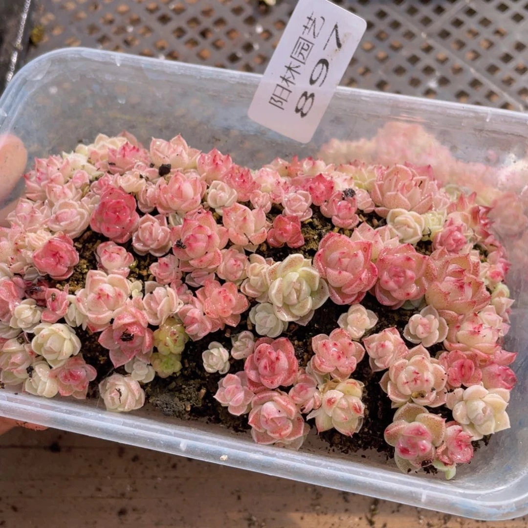 多肉植物多肉植物897