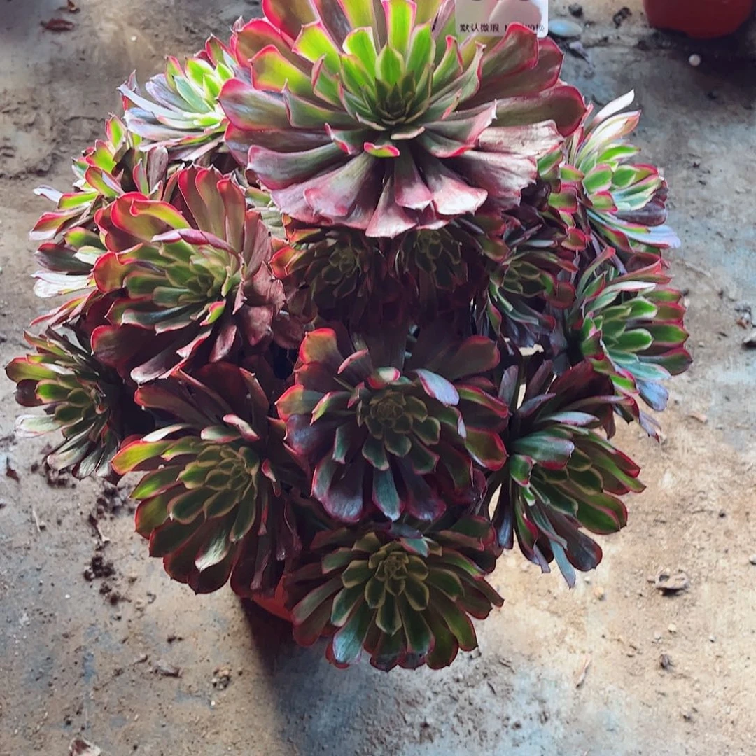 无花朵琉*多肉植物黑070