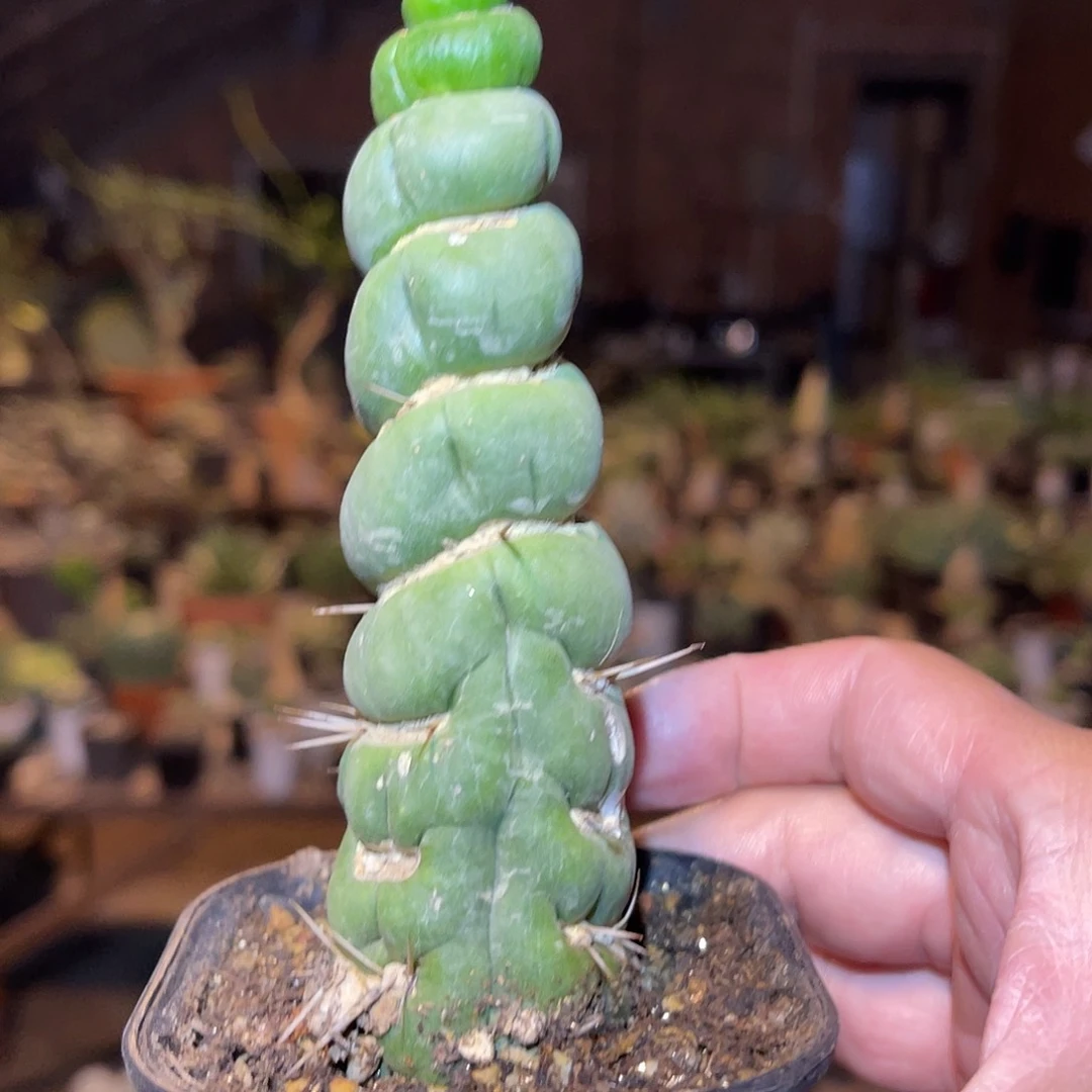 绿竹【下单包邮，一物一拍，脱土晾根发货】